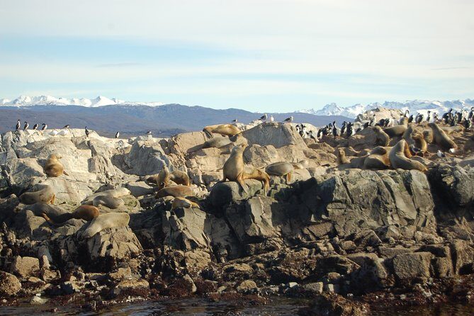 Beagle Channel Navigation - Sea Lions Island - Alicia’s Island Sea Lions: the star stop you can count on