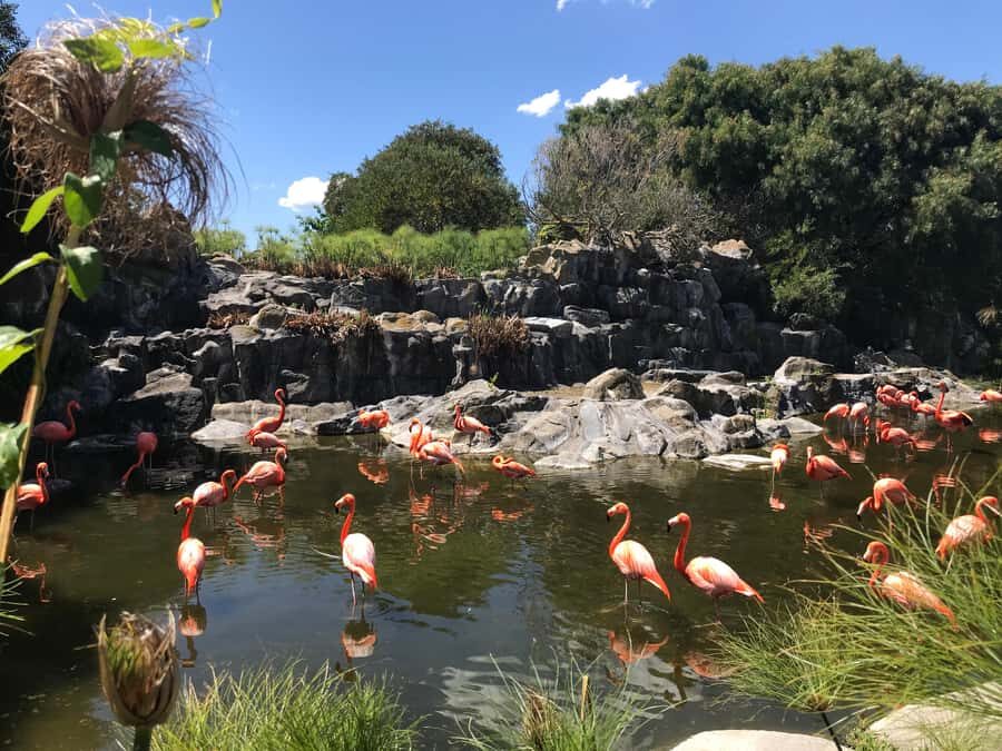 Buenos Aires: Bioparque Temaiken with Transfers - The 5-hour park visit: how to structure your time so you don’t miss the best stuff