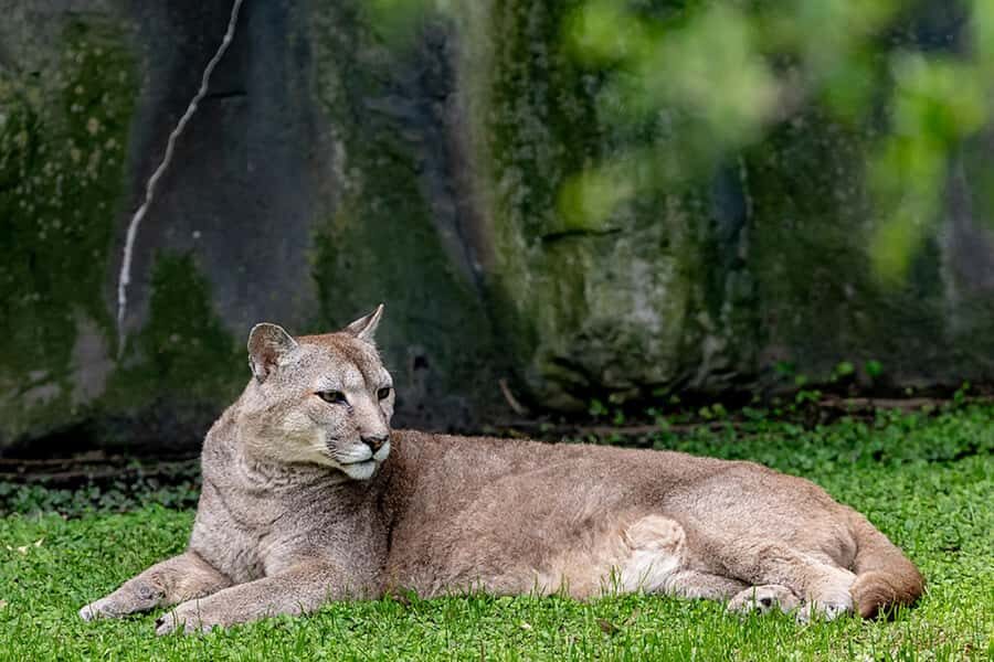 Buenos Aires: Bioparque Temaiken with Transfers - Argentina in sections: the native zone from Mesopotamia to Patagonia