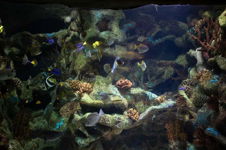 Buenos Aires: Bioparque Temaiken with Transfers - Price and value: what you get for $88 and what you’ll still need