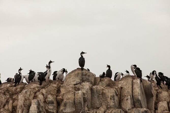 Catamaran Tour through the Beagle Channel and Penguins in Isla Martillo - Bridges archipelago stops: Isla de Los Pajaros and Isla de los Lobos