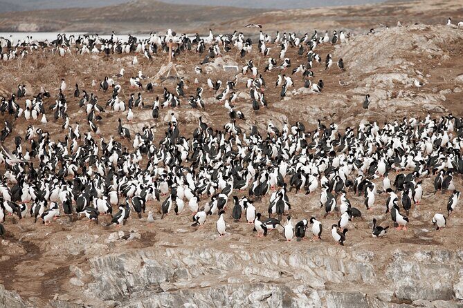 Catamaran Tour through the Beagle Channel and Penguins in Isla Martillo - Wildlife surprises and how the captain positions the boat