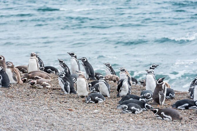 Cruise Shore Excursion Ea San Lorenzo Peninsula Valdes - Patagonia - Argentina - Key highlights at a glance