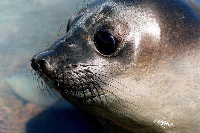 Cruise Shore Excursion Peninsula Valdes - Pto Madryn - Patagonia - Argentina - Peninsula Valdes: a UNESCO-listed wildlife stage for a full day