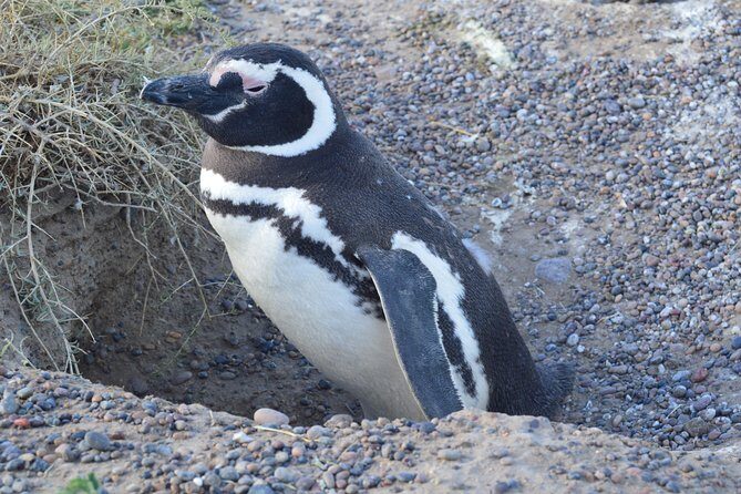 Cruise Shore Excursion Peninsula Valdes - Pto Madryn - Patagonia - Argentina - Meeting at Muelle Luis Piedra Buena: no stress start