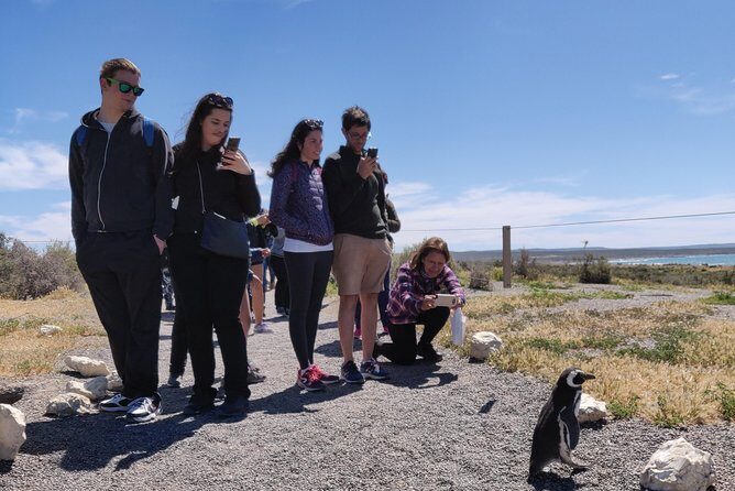 Cruise Shore Excursion Punta Tombo with Boxlunch from Pto Madryn - Key things that make this excursion worth your attention