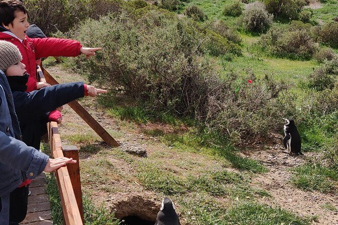 Cruise Shore Excursion Punta Tombo with Boxlunch from Pto Madryn - Puerto Madryn cruise port pickup and the long drive you can plan for
