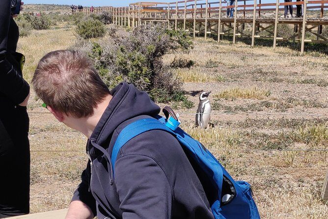 Cruise Shore Excursion Punta Tombo with Boxlunch from Pto Madryn - Interpretation Center: how to make the penguins’ life cycle click