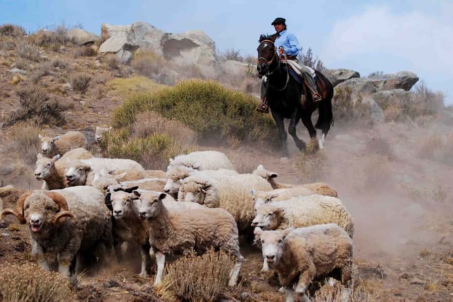 El Calafate: Estancia 25 de Mayo Tour with Dinner & Transfer - Key highlights at a glance