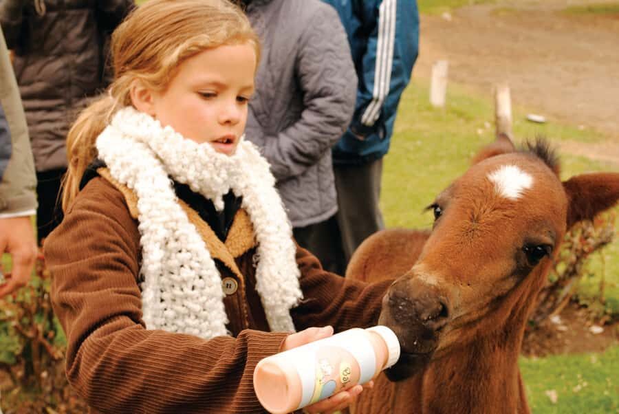 El Calafate: Estancia 25 de Mayo Tour with Dinner & Transfer - Estancia 25 de Mayo: why this ranch feels different