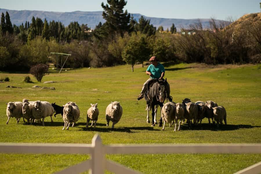 El Calafate: Estancia 25 de Mayo Tour with Dinner & Transfer - Price and value: is $109 a good deal?