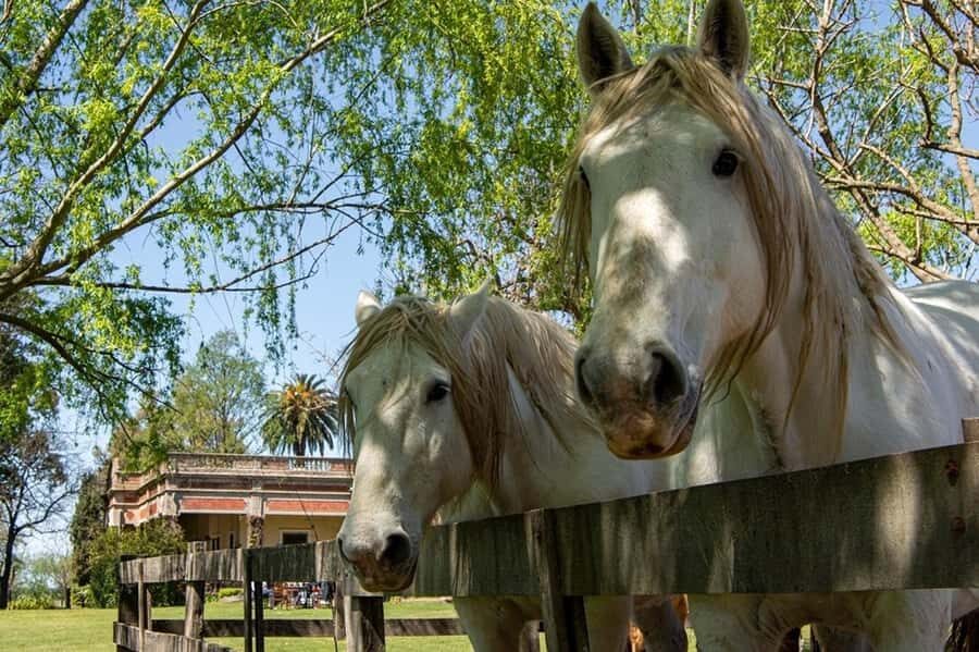 From Buenos Aires: Gaucho and Ranch Day Tour - Practical tips: shoes, bags, and what to wear for ranch time