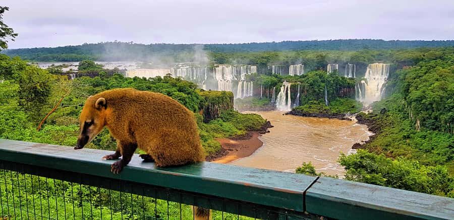From Foz do Iguaçu: Brazilian Side of the Falls with Ticket - The Chocolate Caseiro stop: useful, quick, and optional in spirit
