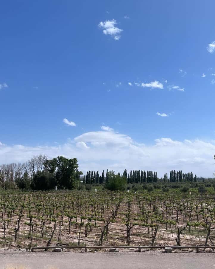 From Mendoza: 3 Wineries, Olive Oil Factory Tour & Tasting - Pickup From Mendoza Hotels: The 45-Minute Waiting Window
