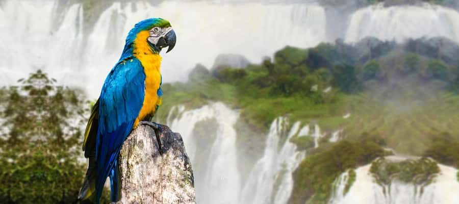 From Puerto Iguazu: Half-Day Brazilian Falls Excursion - From Puerto Iguazu to Brazil: pickup, crossing, and timing reality