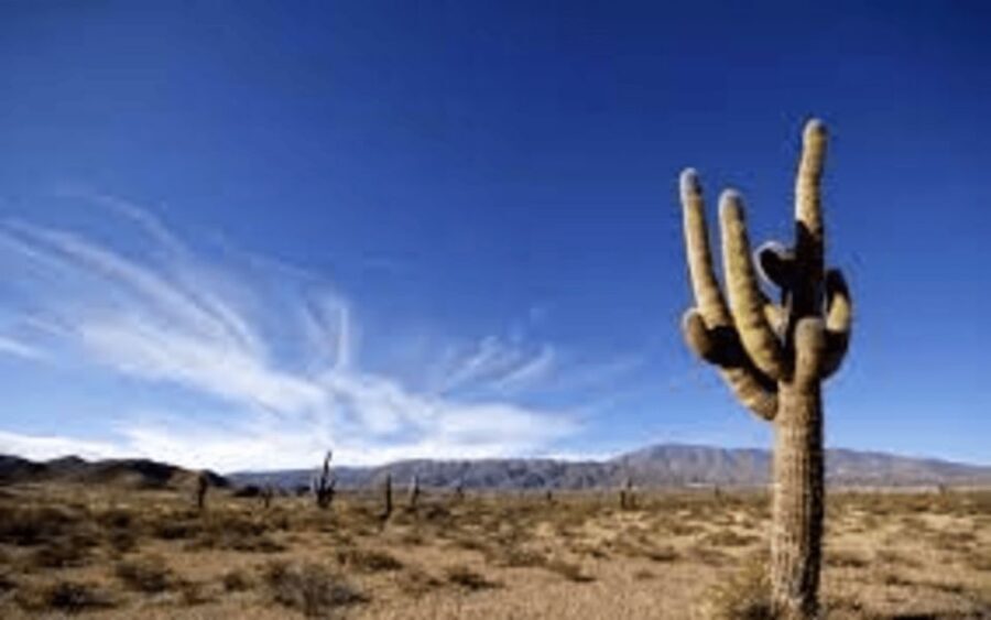 From Salta: Cachi and Los Cardones National Park Tour - Cachi town: where the day slows down and feels human again