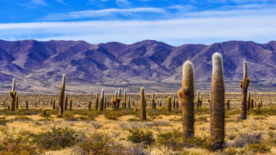 From Salta: Cachi and Los Cardones National Park Tour - Getting started in Salta: pickup, the ride out, and how not to waste the day