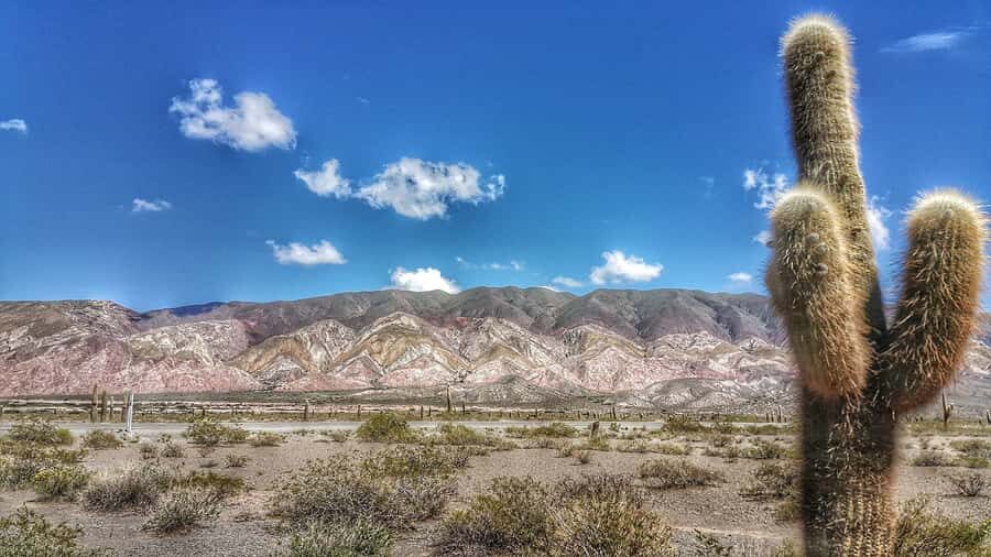 From Salta: Day Trip to Cachi and the Calchaquí Valleys - Cuesta del Obispo: Windy-Road Panoramas and the Los Cardones Walk
