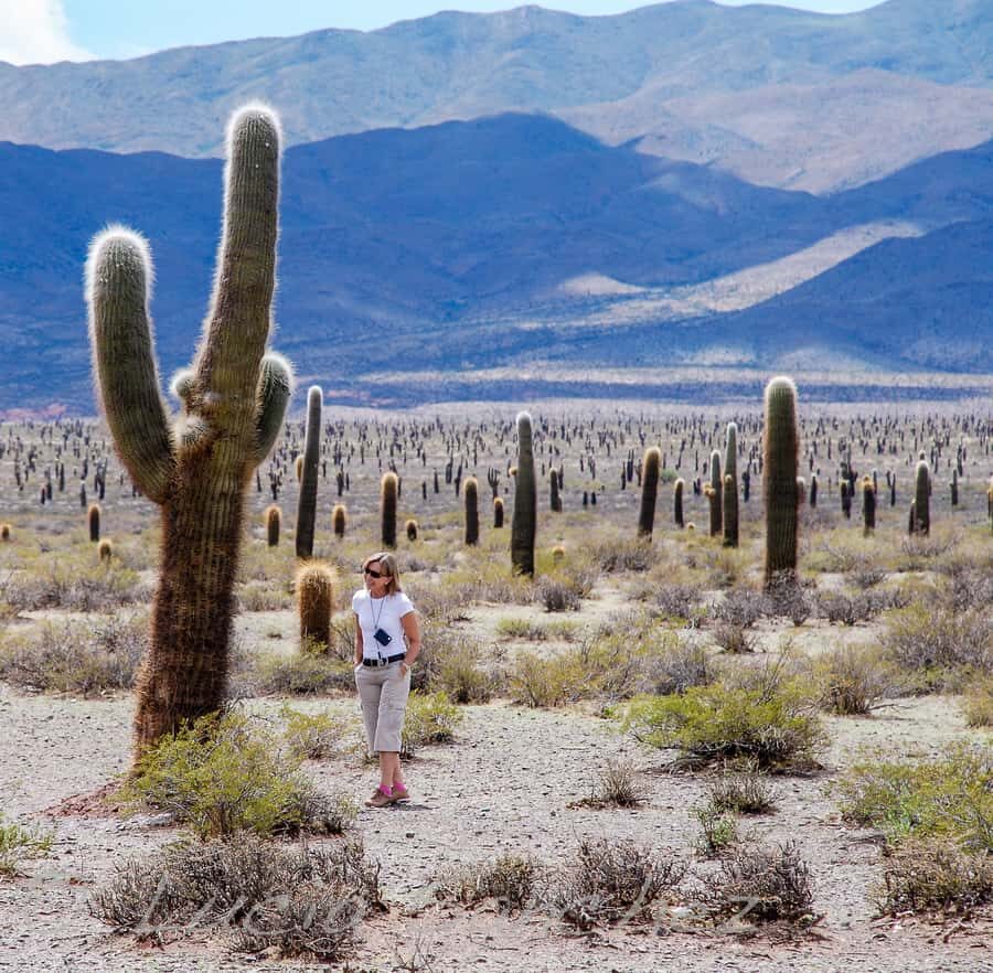 From Salta: Full-Day Scenic Tour to Cachi - Gorge of Escoipe and Las Laureles: where the rocks squeeze the road