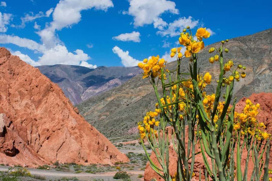 From Salta: Full-Day Trip to Salinas Grandes and Purmamarca - The Cuesta del Lipán Drive: Winding Roads, Real Photo Stops