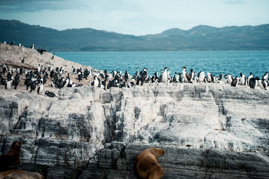 From Ushuaia: Beagle Channel Catamaran Tour - Wildlife spotting reality check: birds are likely, penguins are not guaranteed