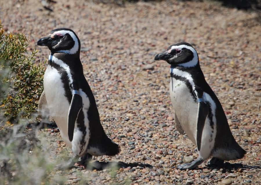 From Ushuaia: Penguin Watching Tour by Catamaran - Key things to know before you go