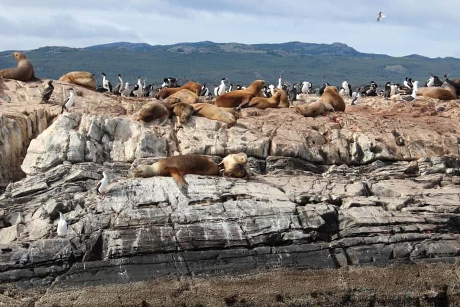 From Ushuaia: Penguin Watching Tour by Catamaran - From Ushuaia to the Edge of the Beagle Channel