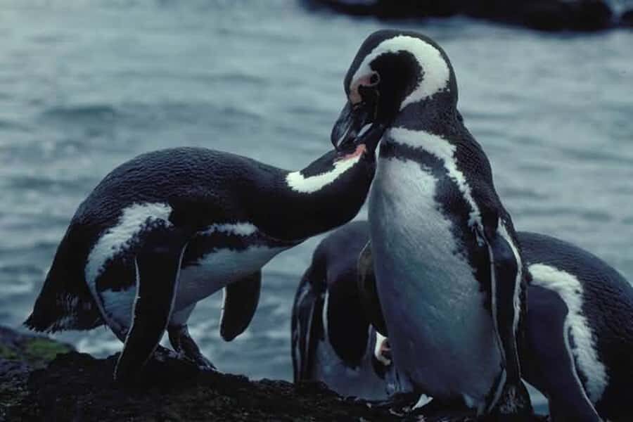 From Ushuaia: Penguin Watching Tour by Catamaran - Isla de los Lobos: sea lions in their natural habitat