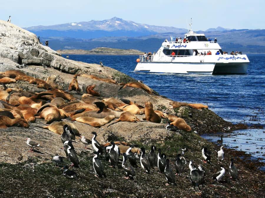 From Ushuaia: Penguin Watching Tour by Catamaran - Martillo Island: the privileged penguin-viewing moment