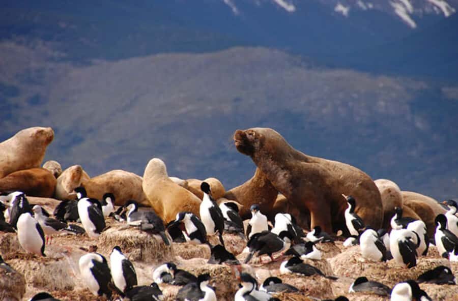From Ushuaia: Penguin Watching Tour by Catamaran - Ushuaia landmarks: history and geography from the water