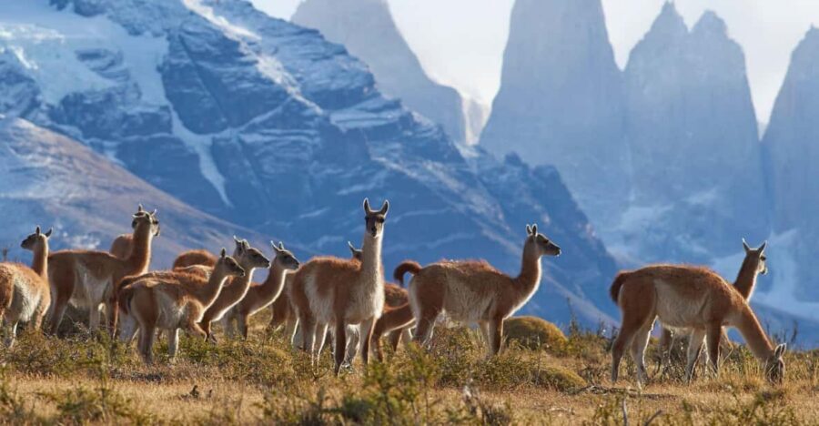 Full-Day Torres del Paine National Park from El Calafate - The lake-and-waterfall loop: Puente Weber, Pehoe Lake, and Salto Grande