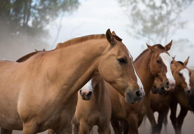 Gaucho Experience: A Day Trip to Don Silvano Ranch - Key things to know before you go
