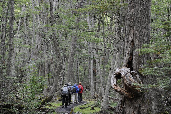 Half-Day Tierra del Fuego National Park with Lunch and Drinks - Weather, Footing, and What to Pack for Tierra del Fuego