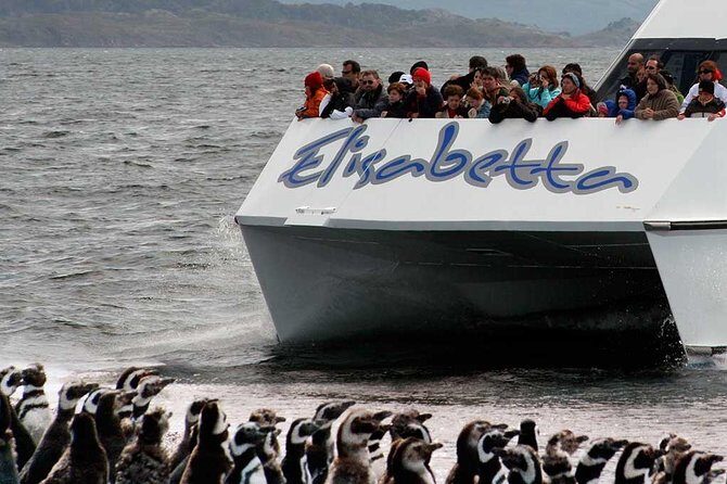 Martillo Island: Boat Trip to the Penguin Colony & Beagle Channel - Group Size, Port Lines, and the Real Value of $177