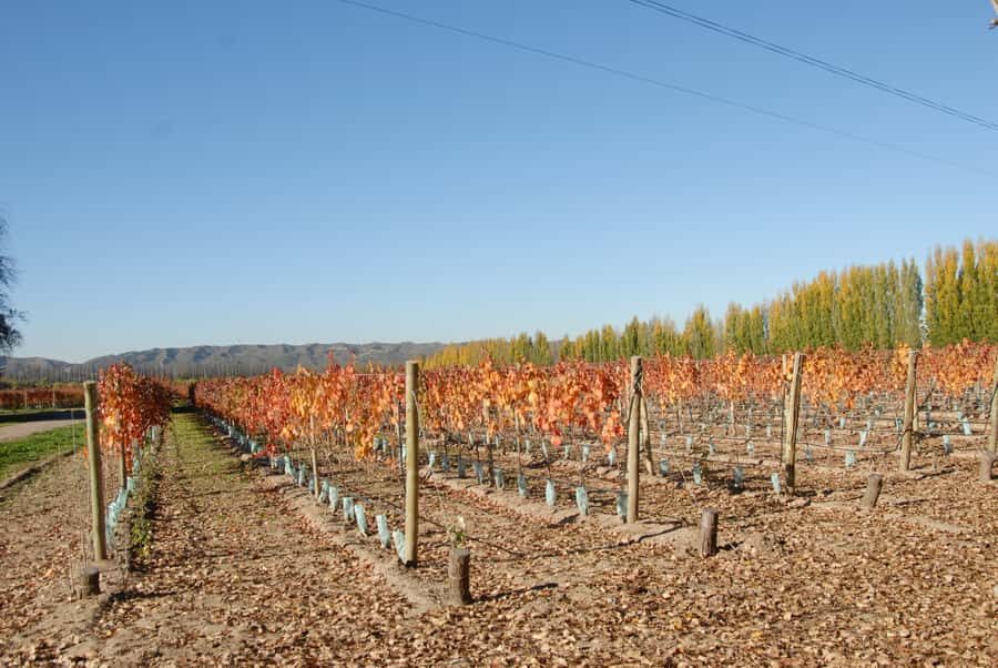 Mendoza: Full Day Wine Tour with 3 Course Lunch - Mendoza’s Wine Engine: Huarpes Irrigation and Terroir Lessons