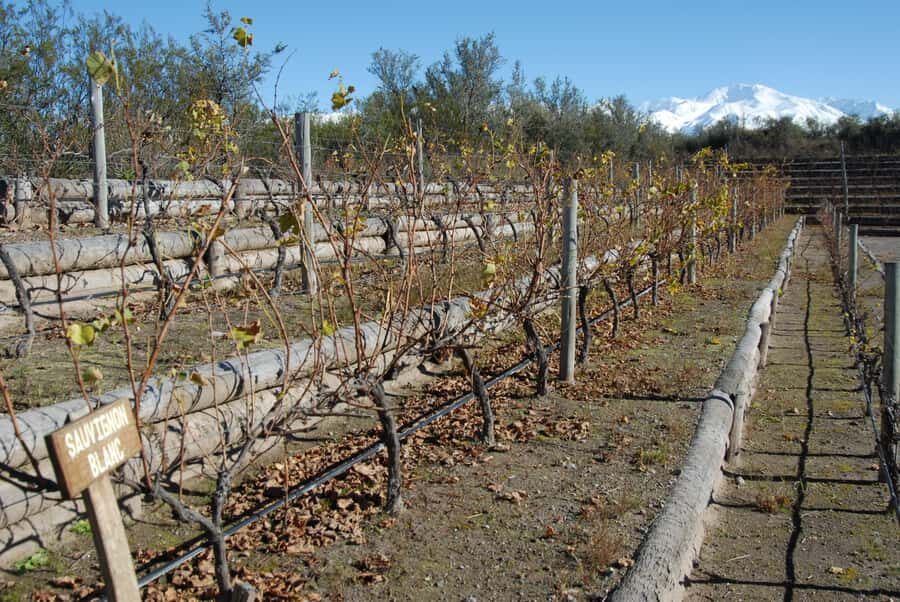 Mendoza: Full Day Wine Tour with 3 Course Lunch - Pick Your Wine Region: Luján de Cuyo, Maipú, or Valle de Uco