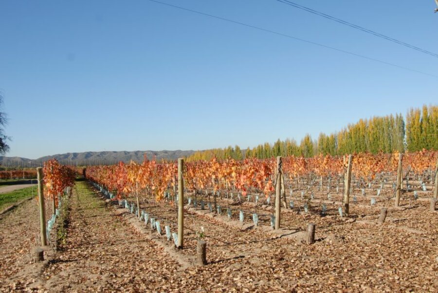 Mendoza: Full Day Wine Tour with 3 Course Lunch - Price and Value for $153: What You’re Really Paying For
