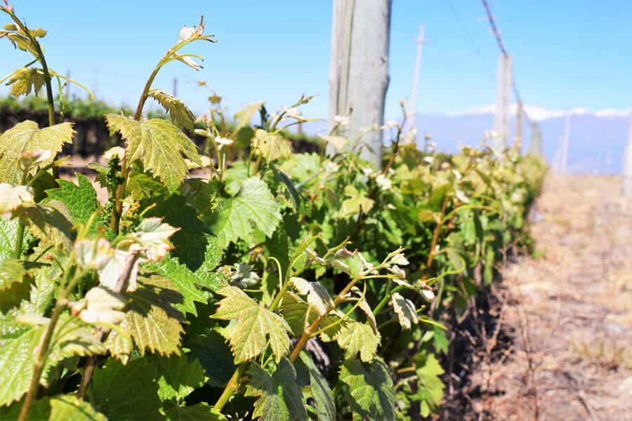Mendoza: Half-Day Wine Tour with Tastings - The 5-hour pace and the Mendoza pickup that keeps it simple