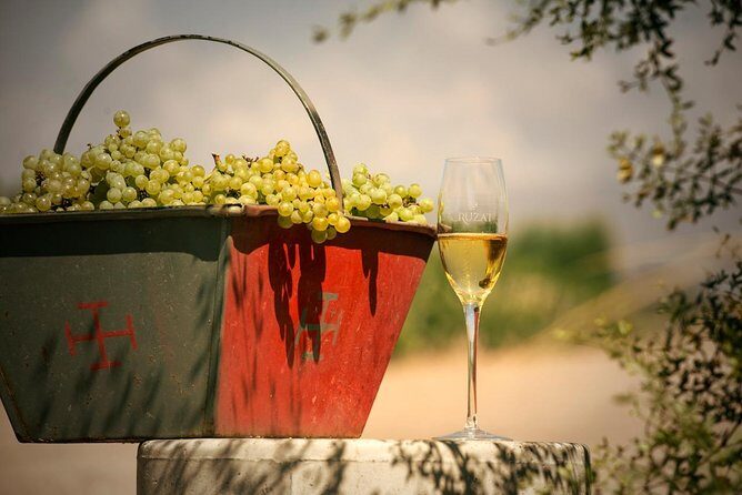 Mendoza Hop-On Hop-Off Wine Tour - Maipú Route With Olives: Camino del Vino y Olivos de Maipú