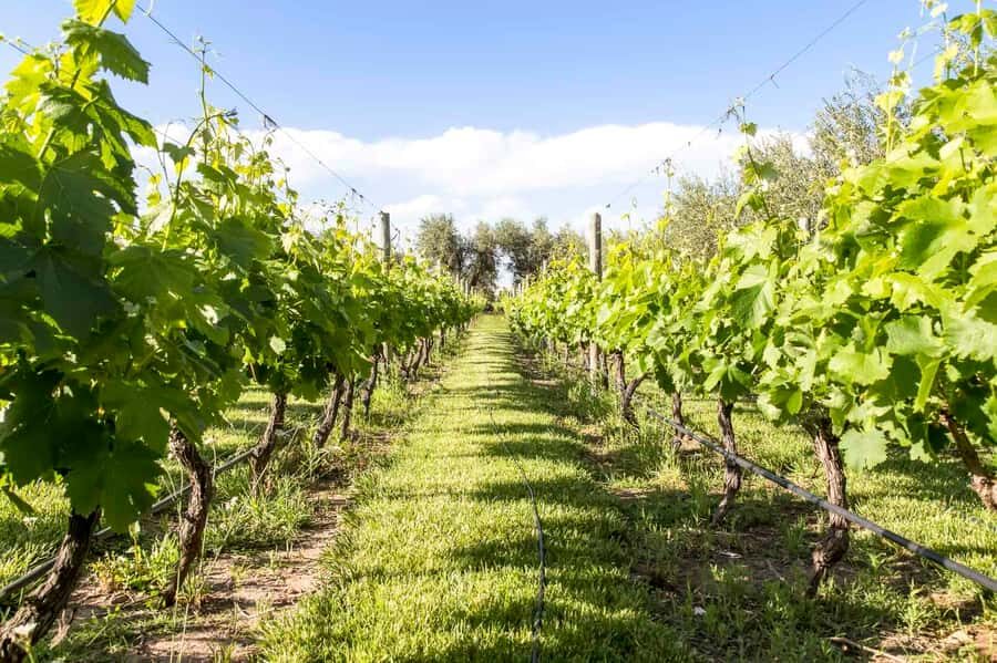 Mendoza: Winebike Tasting Tour with Optional Lunch - The multi-bike ride: vineyards, mountains, and a fun group pace