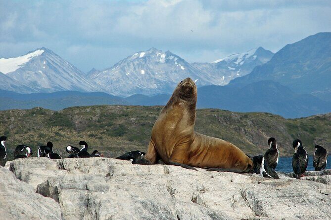 Navigate through the Beagle Channel: Seal, Bird & Penguin Islands - Stop-by-Stop Down the Beagle Channel From Ushuaia’s Waterfront
