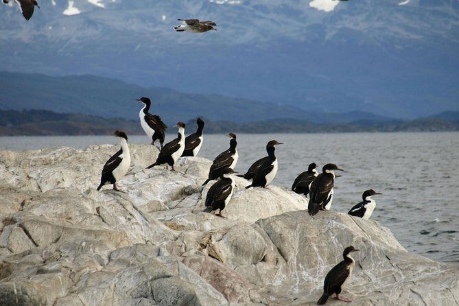 Navigate through the Beagle Channel: Seal, Bird & Penguin Islands - Crossing the Beagle Channel: Gable Island and the Puerto Williams Naval Base
