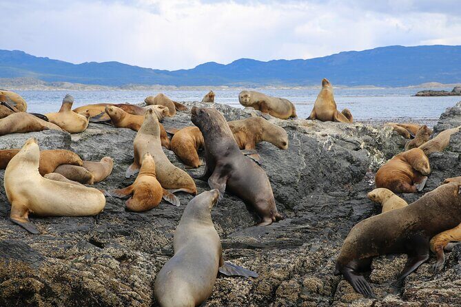 Navigate through the Beagle Channel: Seal, Bird & Penguin Islands - Isla Los Lobos Sea Lions: Permanent-Habitat Watching