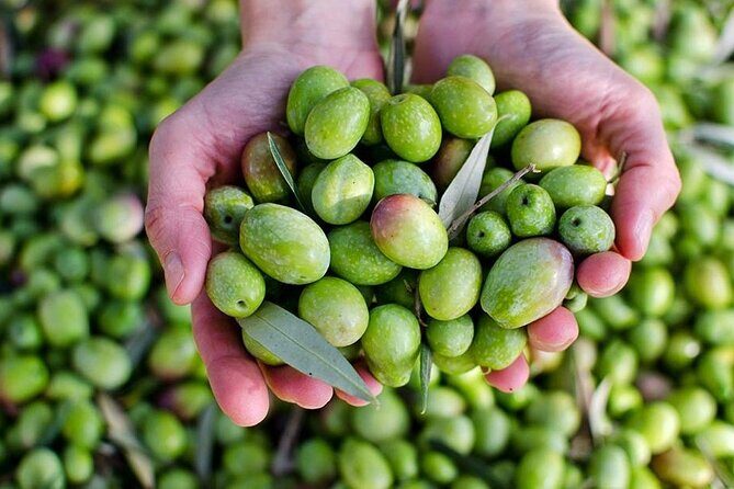 Olive Oil tasting breakfast & Tour in Cordoba - Who Should Book This Tour (and Who Might Prefer Something Else)