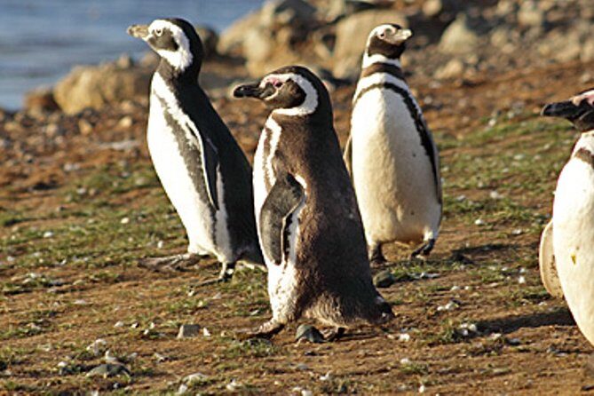 Penguin walk in Ushuaia + navigation option - The “Short” Time on Penguins, Explained by Park Rules