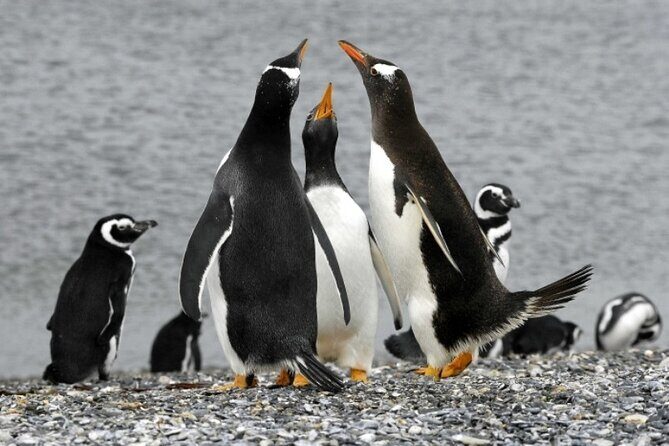 Penguin walk in Ushuaia + navigation option - Bus-to-Ranch and Museum: Why It’s More Than a Penguin Drop-Off