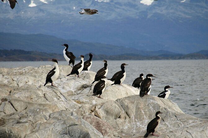Penguin walk in Ushuaia + navigation option - Group Size, Island Rotations, and the Feeling of a “Split Day”