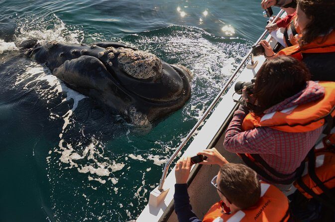 Peninsula Valdes Tour with Optional Whale Watching - Key moments that make this tour worth your morning