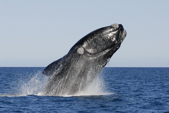 Peninsula Valdes Tour with Optional Whale Watching - Puerto Madryn pickup to a UNESCO day: how the route makes sense