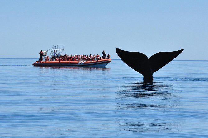 Peninsula Valdes Tour with Optional Whale Watching - Guide quality and small-group flow: why this tour feels better than a bus day